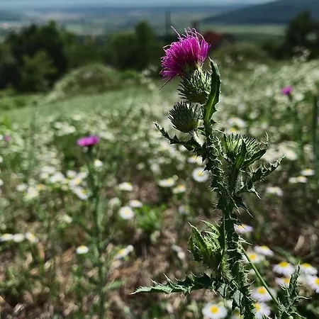 Nagykulcsos Nyulontul Casa vacanze Mencshely
